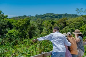 Cacao plantation in Roatan at Carambola Chocolate Factory