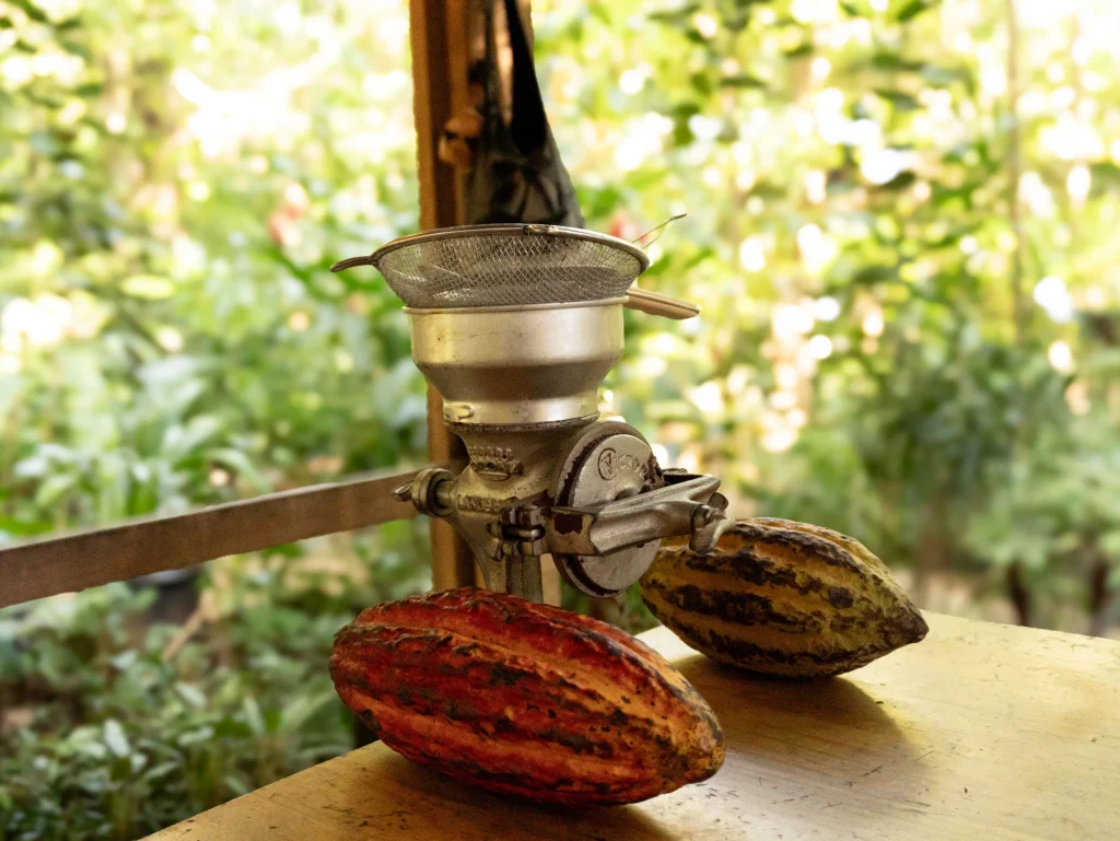 Cacao pods and beans used to make chocolate in Roatan
