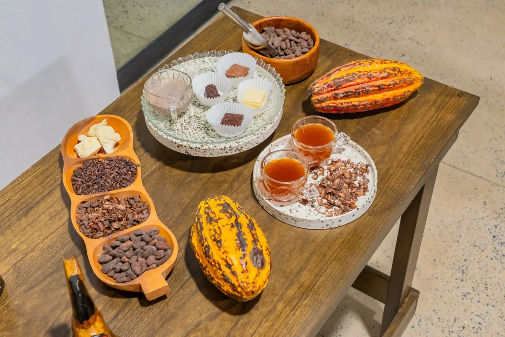 Ripe cacao pod growing on a cacao tree