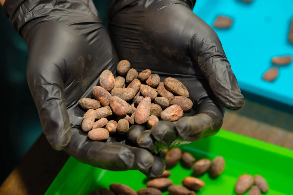 Chocolate production at Carambola Chocolate Factory in Roatan