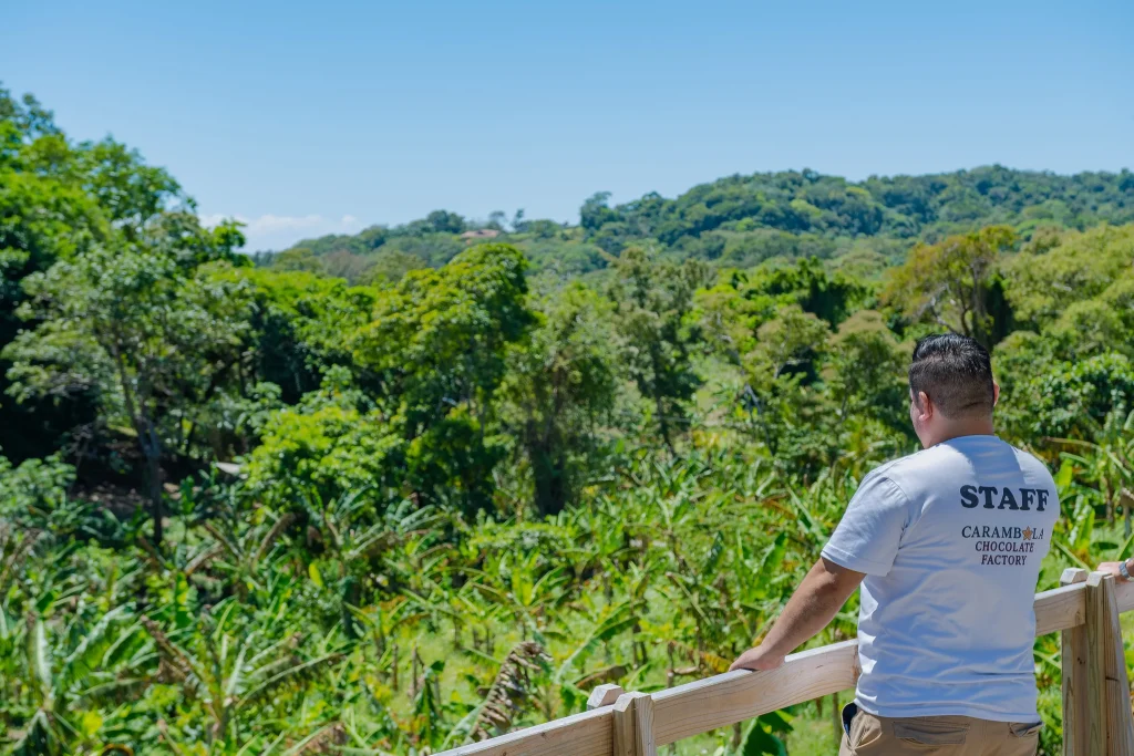 Cacao plantation at Carambola Chocolate Factory in Roatan